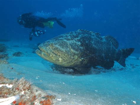 深海斑魚怎麼喫，是否應該考慮其生態保護？